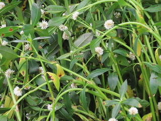 Alternanthera philoxeroides
