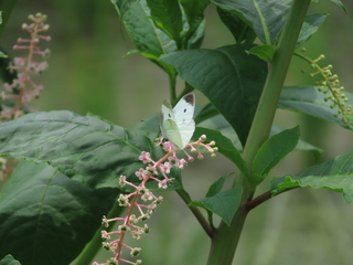 Pieris rapae