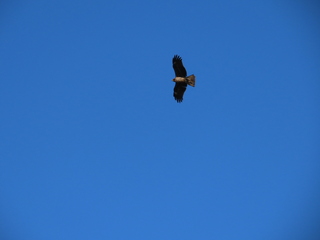 Milvus migrans