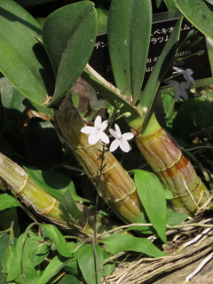 Pseuderanthemum variabile