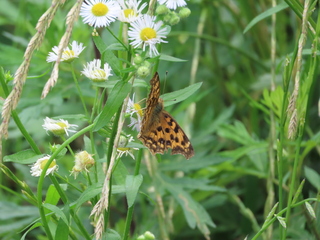Polygonia c-aureum
