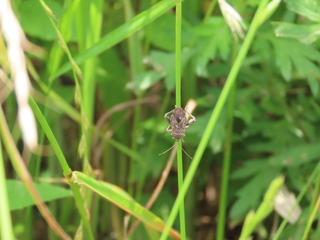 Acanthocoris sordidus