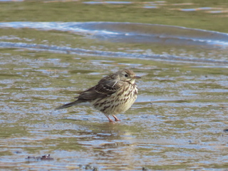 Anthus spinoletta