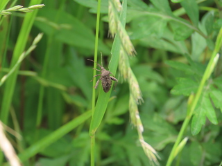 Acanthocoris sordidus