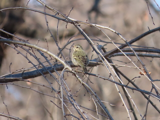 Anthus hodgsoni