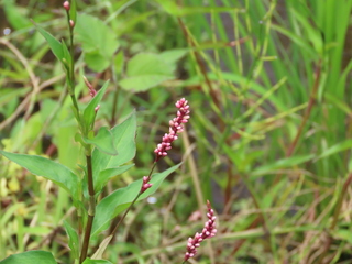 Persicaria longiseta