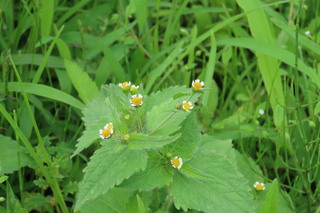 Galinsoga quadriradiata