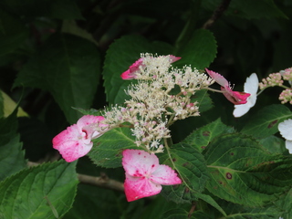 Hydrangea serrata