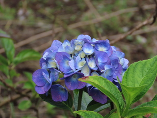 Hydrangea macrophylla