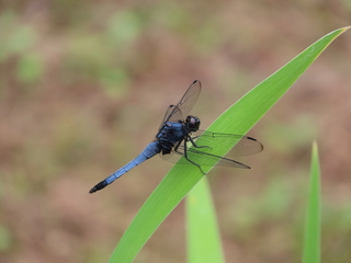 Orthetrum melania