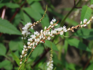 Persicaria japonica