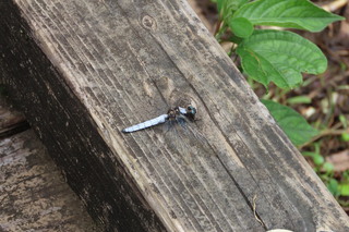 Orthetrum japonicum