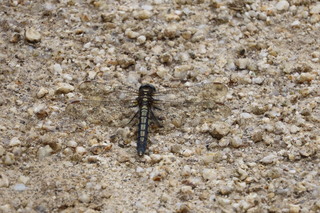 Orthetrum japonicum