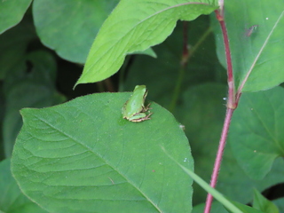 Hyla japonica