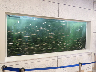 sardine