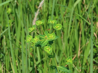 Euphorbia pekinensis