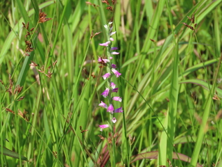 Spiranthes sinensis