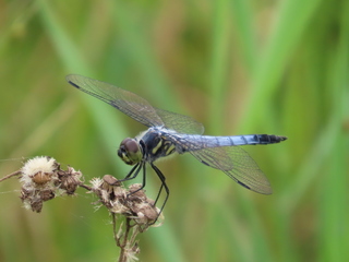 Deielia phaon