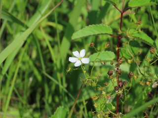 Drosera peltata