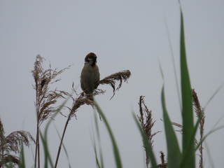 Passer montanus