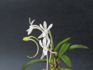 Neofinetia falcata