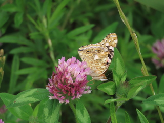 Vanessa cardui