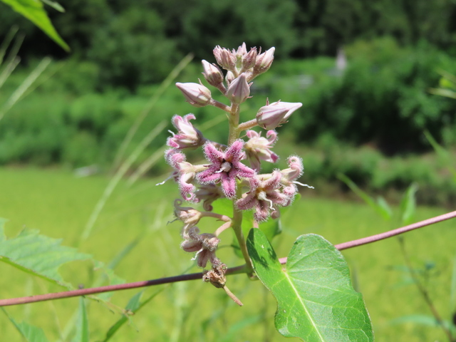 Metaplexis japonica
