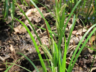 Carex dispalata