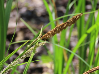 Carex dispalata