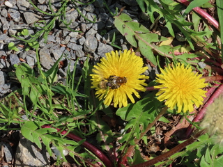 Eristalis tenax