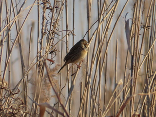 Emberiza fucata