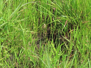 Fimbristylis complanata