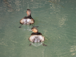 Tachybaptus ruficollis