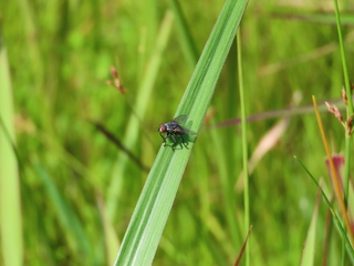 Sarcophagidae sp.