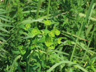 Euphorbia pekinensis