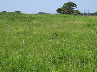 Iris ensata