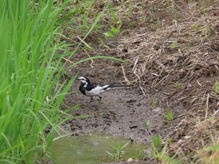 Motacilla alba lugens