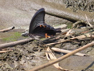 Papilio protenor demetrius