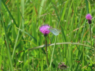 Cirsium japonicum