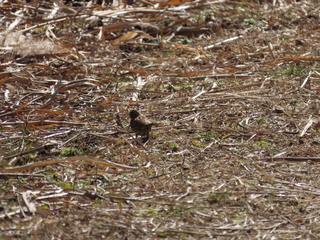 Emberiza spodocephala