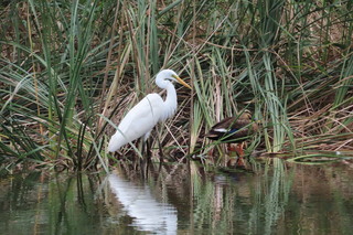 Ardea modesta and Anas zonorhyncha