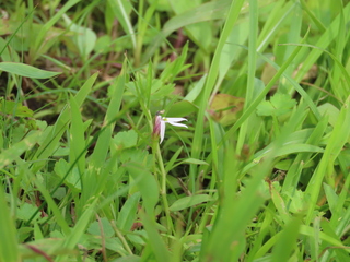 Lobelia chinensis