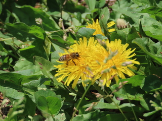 Apis mellifera