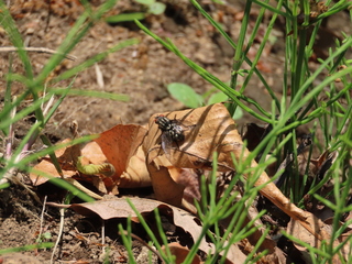 Sarcophaga similis?