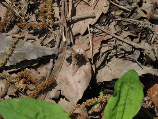 Helophilus eristaloideus