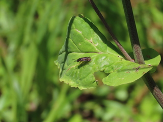 Tenthredininae sp.