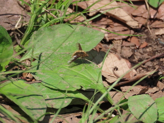 Bombylus major