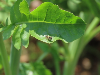 Andrenidae sp.