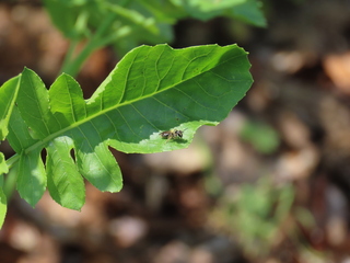 Andrenidae sp.