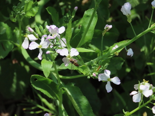 Episyrphus balteatus